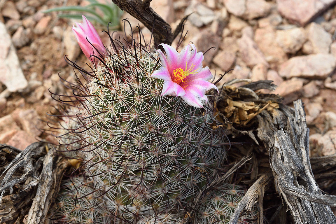 Mammillaria grahamii